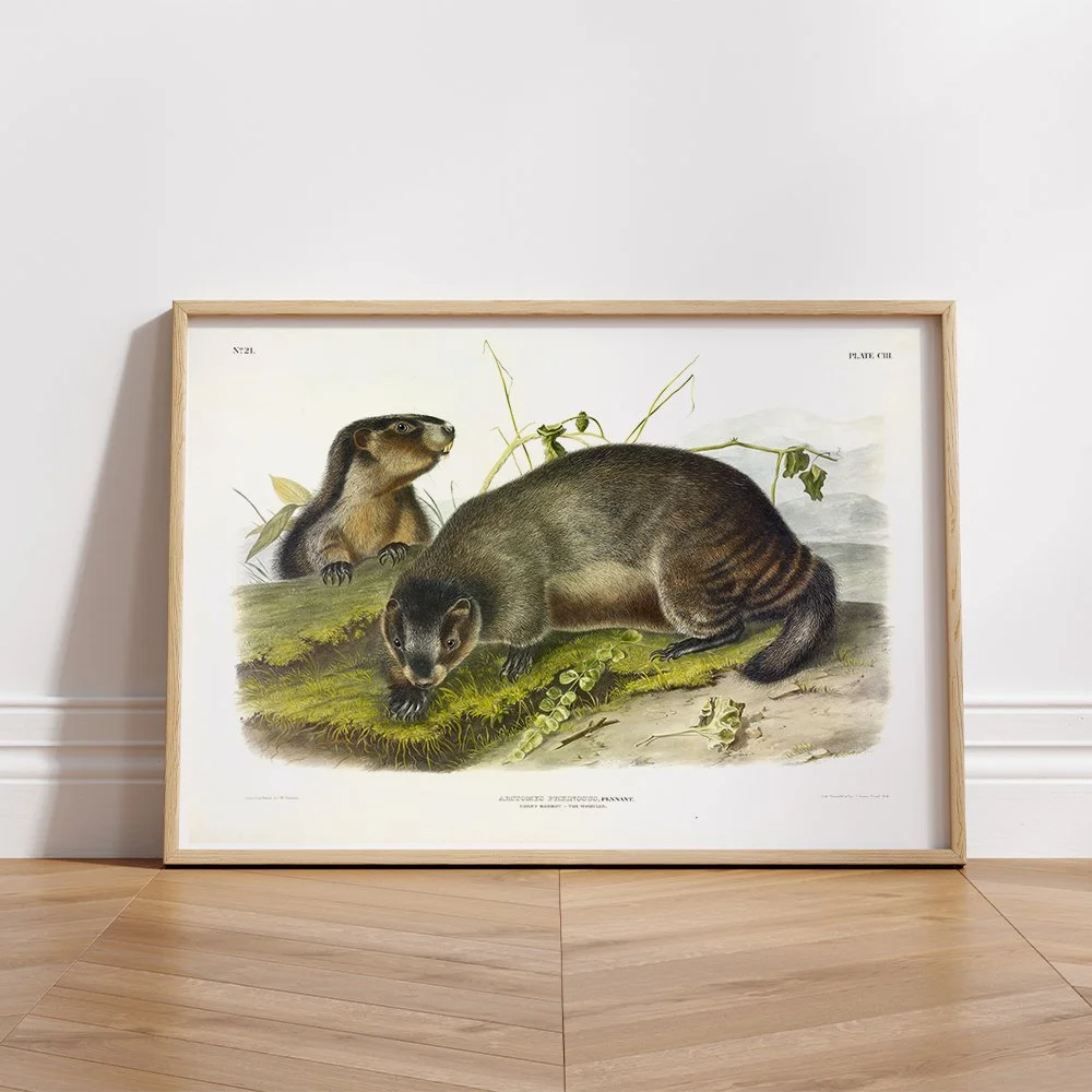 Brown or Norway Rat - Plate 54 — Audubon Art Prints